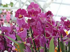 orchidsNL (2)